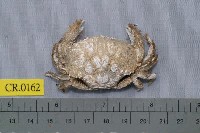 藏品(武裝鎧蟹)的圖片